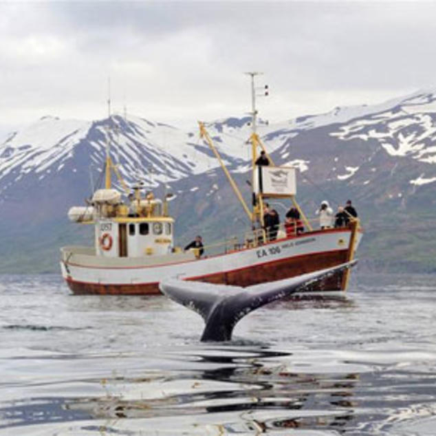 Hauganes (Eyjafjörður): Walsafari und Meeresangeln
